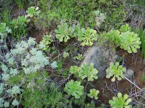 Anaga Chinamada Teneriffa l17