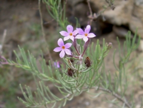Blume Barranco del Infierno