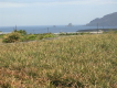 el hierro ananas plantage