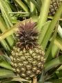 el hierro ananas