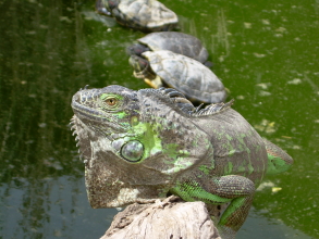 Exotic Park Echse und Schildkröten