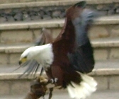 jungle park teneriffa adler 3