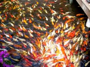 Koi Karpfen Schwarm bei Fütterung im Loro Parque
