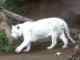 Weisser Tiger Teneriffa Loro Parque