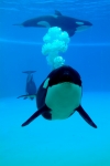 Orca im Loro Parque Teneriffa