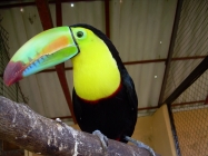Tucan in Oasis Valle Teneriffa