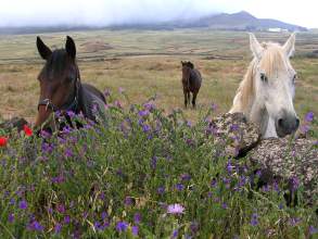 Tiere El Hierro