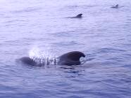 Tierwelt Teneriffa