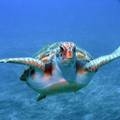 Schildkröte Barakuda Club Teneriffa