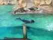 Seelöwen im Siam Park