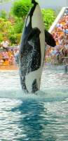 Kunststück im Loro Parque von einem Killerwal