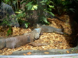 Tiere Teneriffa