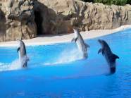 Kunststücke im Loro Parque auf den Kanarischen Inseln