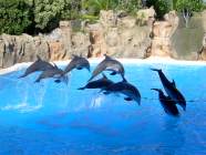 Kunstsprünge von Delfinen im Loro Parque