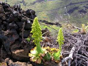 Vegetation El Hierro