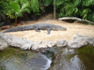 Loro Parque Alligator